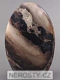 petrified wood
