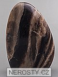 petrified wood